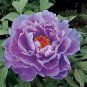 5 PCS Seeds Heirloom 'Xin Shou' Light Purple Peony Plant Flower