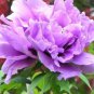 5 PCS Seeds Heirloom 'Xin Shou' Light Purple Peony Plant Flower