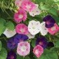 5 PCS Seeds Heirloom 'Xuan li' Dark Red White Yellow Rose Red Mixed Peony Tree