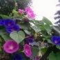 5 PCS Seeds Heirloom 'Xuan li' Dark Red White Yellow Rose Red Mixed Peony Tree