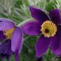 5 PCS Seeds Heirloom 'Zi Die Ying Feng' Dark Purple with Black Spot Peony Flower