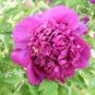 5 PCS Seeds Heirloom 'Zi Die Ying Feng' Dark Purple with Black Spot Peony Flower
