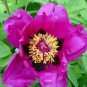 5 PCS Seeds Heirloom 'Zi Die Ying Feng' Dark Purple with Black Spot Peony Flower
