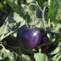 100 PCS Seeds Heirloom 'Zj' Purple Truss Tomato Hybrid
