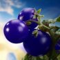 100 PCS Seeds Heirloom 'Zj' Purple Truss Tomato Hybrid