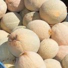 10 PCS Seeds Heirloom Blenheim Orange Melon