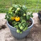 100 PCS Seeds Heirloom Bonsai Middle Dwarf Yellow Tomato Organic 100 PCS Seeds Heirloom Bonsai Middle Dwarf Yellow Tomato Organic