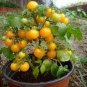 100 PCS Seeds Heirloom Bonsai Middle Dwarf Yellow Tomato Organic