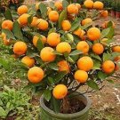 20 PCS Seeds Heirloom Bonsai Ornamental Sweet Orange Fruit Tree 20 PCS Seeds Heirloom Bonsai Ornamental Sweet Orange Fruit Tree