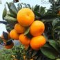 20 PCS Seeds Heirloom Bonsai Ornamental Sweet Orange Fruit Tree