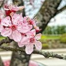 2 PCS Seeds Heirloom Bonsai Pink Peach Flower 2 PCS Seeds Heirloom Bonsai Pink Peach Flower