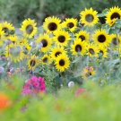15 PCS Seeds Heirloom Bonsai Short-stem Balcony Yellow Sunflowers 15 PCS Seeds Heirloom Bonsai Short-stem Balcony Yellow Sunflowers