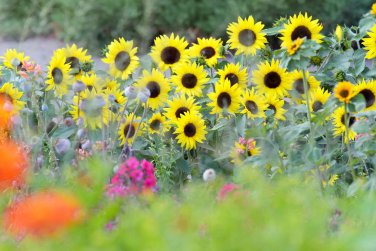 15 PCS Seeds Heirloom Bonsai Short-stem Balcony Yellow Sunflowers