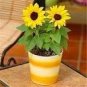 15 PCS Seeds Heirloom Bonsai Short-stem Balcony Yellow Sunflowers