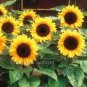 15 PCS Seeds Heirloom Bonsai Short-stem Balcony Yellow Sunflowers