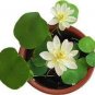 1 PCS Seeds Heirloom Bonsai White Nelumbo Nucifera Lotus