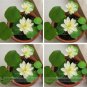 1 PCS Seeds Heirloom Bonsai White Nelumbo Nucifera Lotus