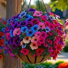 100 PCS Seeds Heirloom Bonsai White Petunia Flower 100 PCS Seeds Heirloom Bonsai White Petunia Flower