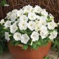 100 PCS Seeds Heirloom Bonsai White Petunia Flower