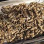 5 PCS Seeds Heirloom Carwile's Virginia Peanut