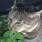 20 PCS Seeds Heirloom Catnip Plant Catnip