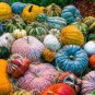 10 PCS Seeds Heirloom China Happiness Ornamental Pumpkin Hybrid