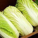 50 PCS Seeds Heirloom Chinese Cabbage Vegetable 50 PCS Seeds Heirloom Chinese Cabbage Vegetable