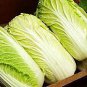 50 PCS Seeds Heirloom Chinese Cabbage Vegetable