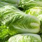 30 PCS Seeds Heirloom Chinese Cabbage Wong Bok Vegetable