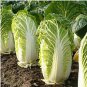 30 PCS Seeds Heirloom Chinese Cabbage Wong Bok Vegetable