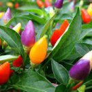 50 PCS Seeds Heirloom Chinese Five Colour Little Hot Peppers