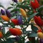 50 PCS Seeds Heirloom Chinese Five Colour Little Hot Peppers