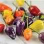 50 PCS Seeds Heirloom Chinese Five Colour Little Hot Peppers