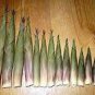 30 PCS Seeds Heirloom Chinese Thin Bamboo Shoots Vegetable