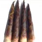 30 PCS Seeds Heirloom Chinese Thin Bamboo Shoots Vegetable