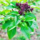 20 PCS Seeds Heirloom Cinnamon Basil