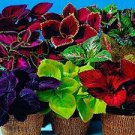 20 PCS Seeds Heirloom Coleus Blumei Painted Ornamental Herbs 20 PCS Seeds Heirloom Coleus Blumei Painted Ornamental Herbs