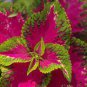 20 PCS Seeds Heirloom Coleus Blumei Painted Ornamental Herbs