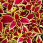 20 PCS Seeds Heirloom Coleus Blumei Painted Ornamental Herbs