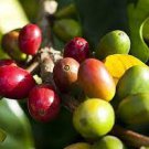 10 PCS Seeds Heirloom Colorful Coffee Bean 10 PCS Seeds Heirloom Colorful Coffee Bean
