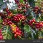 10 PCS Seeds Heirloom Colorful Coffee Bean