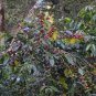 10 PCS Seeds Heirloom Colorful Coffee Bean
