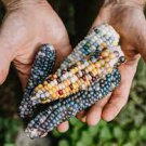 20 PCS Seeds Heirloom Colorful Hybrid Corn 20 PCS Seeds Heirloom Colorful Hybrid Corn