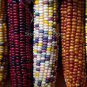 20 PCS Seeds Heirloom Colorful Hybrid Corn