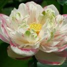 10 PCS Seeds Heirloom Colorful Lotus 10 PCS Seeds Heirloom Colorful Lotus