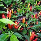 30 PCS Seeds Heirloom Colorful Pot Tabasco Hot Pepper ornamental bonsai chili including purple