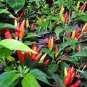 30 PCS Seeds Heirloom Colorful Pot Tabasco Hot Pepper ornamental bonsai chili including purple
