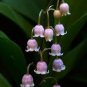 50 PCS Seeds Heirloom Convallaria majalis Lily-of-the-valley Rare Flower