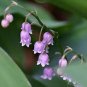 50 PCS Seeds Heirloom Convallaria majalis Lily-of-the-valley Rare Flower