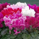 5 PCS Seeds Heirloom Cyclamen Grandiflorum 'Lazer Mixed'